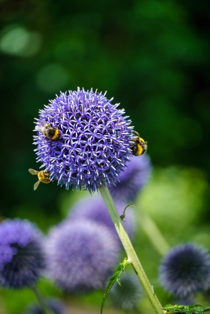 Macro shot of bumblebees collecting nectar from a vibrant purple globe thistle flower in a bright green garden.